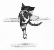 Illustration from Ship’s Cat Doris