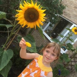 Sunflower